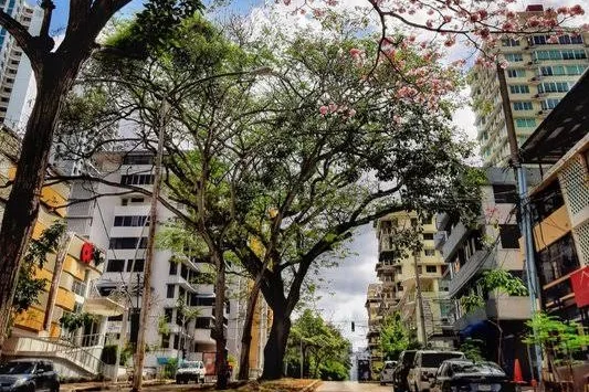 Calle de El Cangrejo
